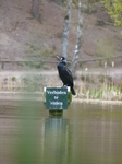 FZ014126 Cormorant.jpg